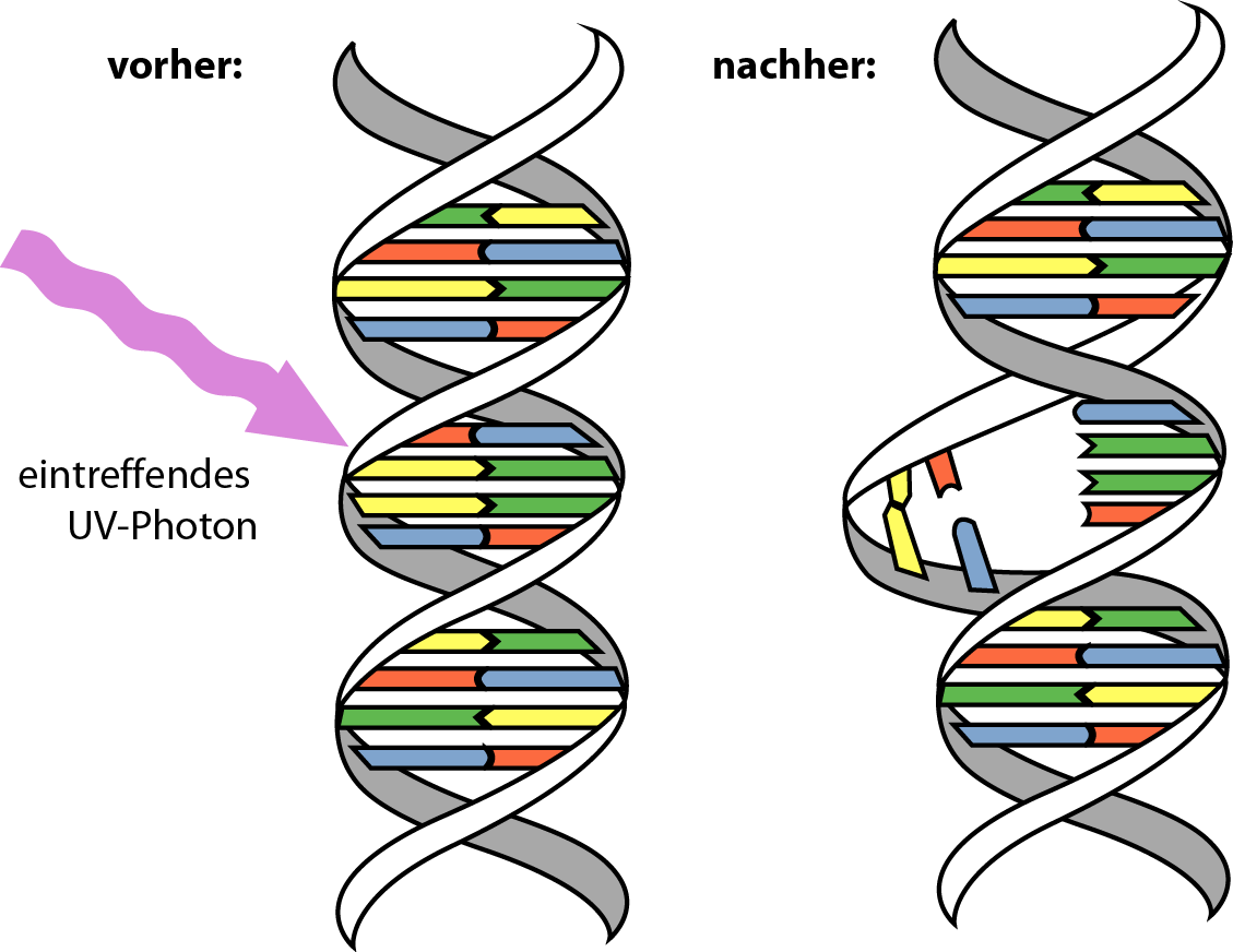 DNA_UV_mutation_de.png