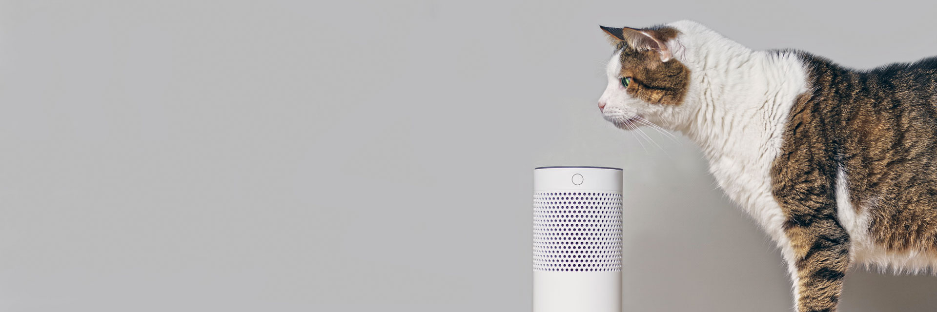 smart-home-katze-1920.jpg